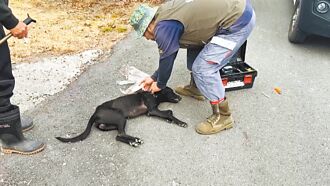 台東赫見桶子狗 動保救援成功