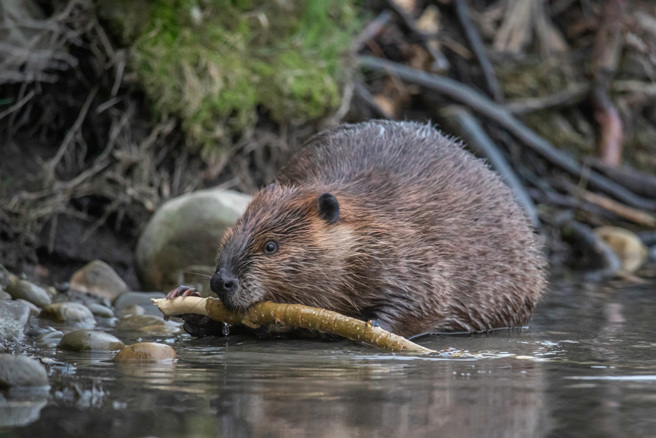 捷克政府拟盖水坝，过了7年仍未动工，岂料一群河狸连夜建好，帮忙省下3000万克朗（约新台币4045万）经费。（示意图：Shutterstock／达志）