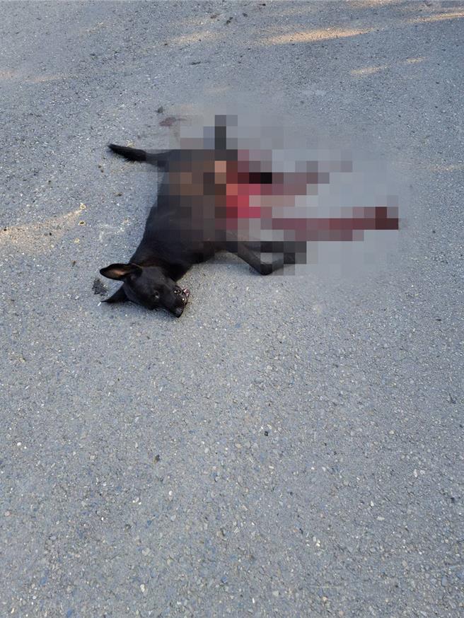 小狗肚破肠血，死况甚惨。(读者提供／吕妍庭嘉义传真)
