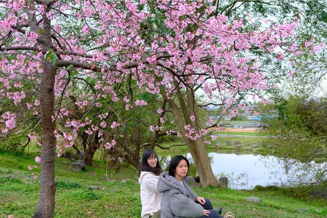 新北市新店阳光运动公园的河津樱陆续绽放，朵朵粉嫩樱花点缀枝头。（图／高滩处）