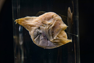 深海「黑魔鬼魚」罕見現蹤淺水區 真面目曝光