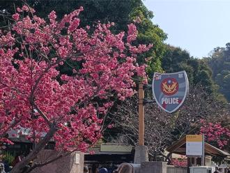 泰安櫻花季來了！「最美派出所」再度綻放 交通管制一次看