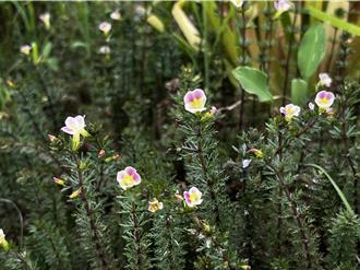 公私合作復育稀有水生植物 「桃園石龍尾」重現生機