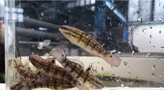 全球首例！水试所人工繁殖「环带鰕虎」有成 登国际期刊