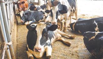 衛福部允諾「乳品保存逾14天不算鮮乳」 業界嘆：早該做了