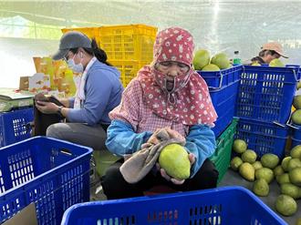 為文旦柚出口做準備 花蓮縣辦理集貨場認證課程