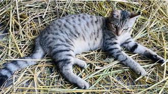 台東國中生丟石塊虐貓遭網友撻伐 校方發聲回應了