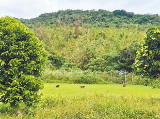 屏东 复合式防治猕猴宣导 开春登场