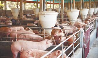 赢泰国 联合国挺台湾养猪研究