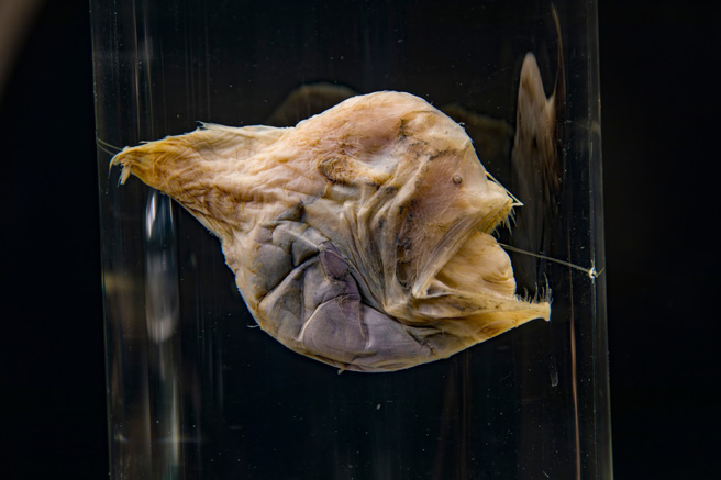 西班牙一名海洋摄影师近日在白天的浅海区发现「黑魔鬼鱼」的身影。（示意图：Shutterstock／达志）