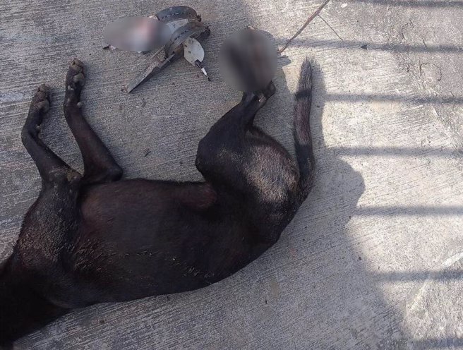 民眾为了保护农作物使用捕兽铗，造成野生动物、流浪犬猫受伤死亡。（台南市政府动保处提供／张毓翎台南传真）