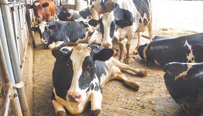 卫福部也于今（12）日表示，将依照农业部建议修正相关行政程序；中华民国乳业协会秘书长方清泉大嘆，早就该做的事情却拖延至今，放任厂商在灰色地带迫害台湾酪农。（本报系资料照）