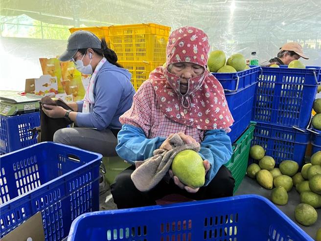 花蓮文旦柚去年輸陸，縣府協助柚農確實區隔清潔區及包裝區，並逐顆去除蒂頭及刷洗清潔，減少大陸指定檢疫害蟲檢出。（花蓮縣府提供／王志偉花蓮傳真）
