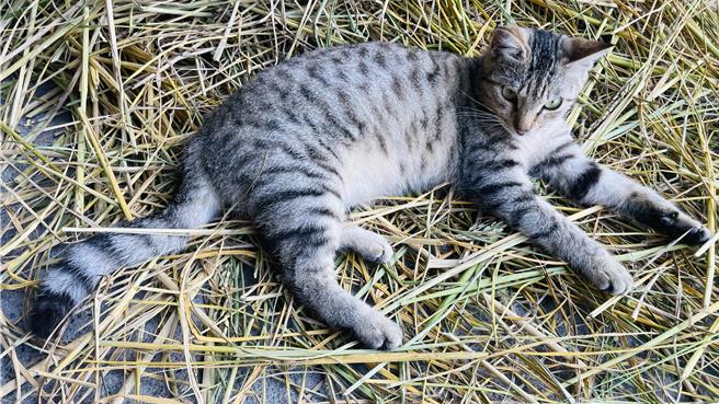 台东市铁马道近日发生国中生虐待流浪猫事件。（猫咪示意照／萧嘉蕙摄）