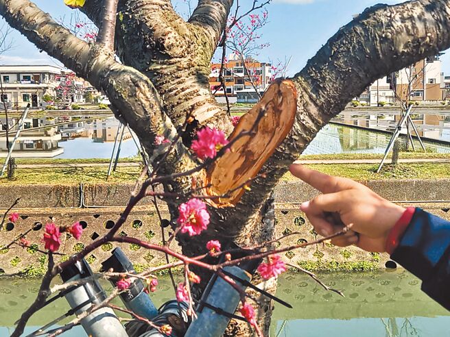 被称为宜兰平地最美秘境的「罗庄樱花步道」，樱花已绽放美丽花朵，不过却有民眾发现树枝竟遭锯断。（吴佩蓉摄）