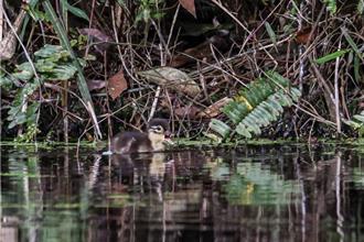 聽見森林的聲音！聲學監測揭開福山四季生態奧秘