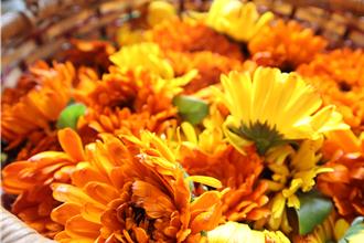 竹縣橫山金盞花開 那羅灣休區推出在地輕旅行遊程