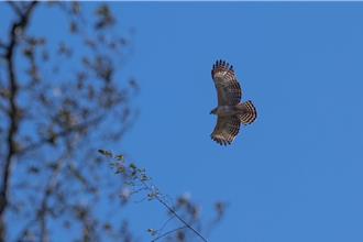 玉山國家公園山櫻花綻放！熊鷹築巢迎新生命 賞花賞鳥樂趣多