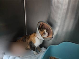 南寮漁港暗角多！成動物虐待溫床 動保團體籲加強監控