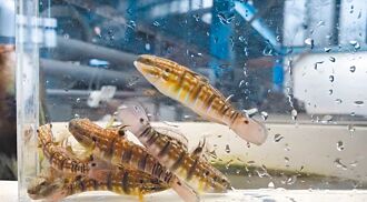 登国际期刊 水试所成功繁殖尾斑钝鰕虎