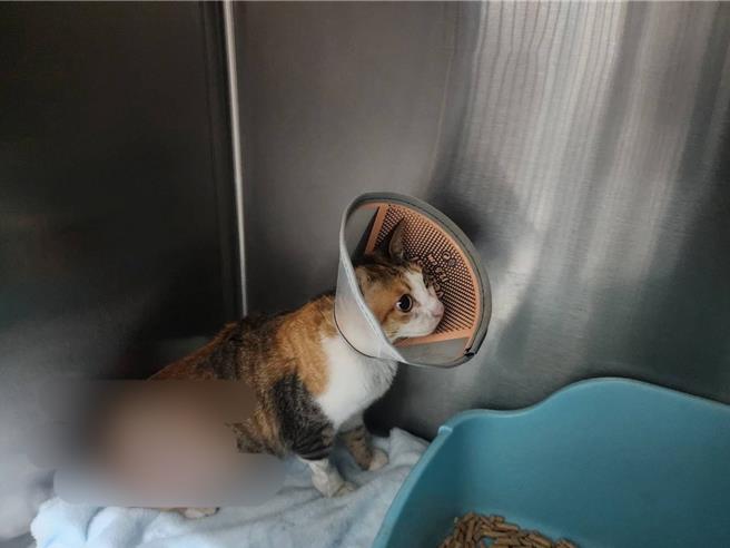 動物救援人士邵柏虎指出，南寮漁港因地處偏遠、缺乏監視器成棄養熱區，近期動物通報救援案件更是暴增。（邵柏虎提供／王惠慧新竹傳真）