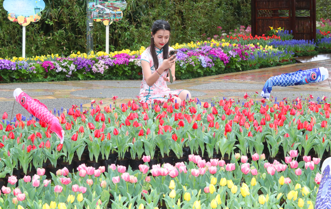 西洋情人节前一天，2025士林官邸郁金香展13日开展，以「爱的遇艺」为主题，将士林官邸妆点成浪漫的郁金香花海，今年共选用超过13万株、30个品种，民眾用手机拍下美丽的郁金香。（陈君玮摄）