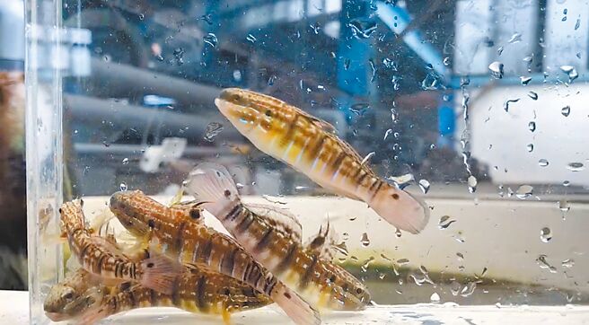 尾斑鈍鰕虎深受觀賞水族市場喜愛，農業部水產試驗所獨步全球建立尾斑鈍鰕虎的人工繁殖技術。（農業部提供／賀培晏新北傳真）