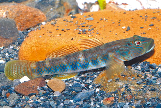 蘭嶼吻鰕虎為台灣特有淡水魚，主要分布於蘭嶼，近年因溪流工程、颱風改變棲地等造成族群數量危急，農業部納入珍貴稀有保育類野生動物。（農業部提供／賀培晏新北傳真）