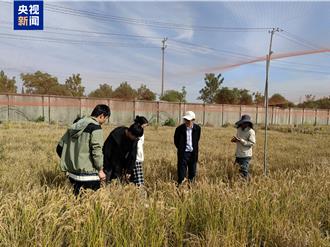 護心臟！豐富輔酶Q10的食物來源  陸水稻科研有新進展