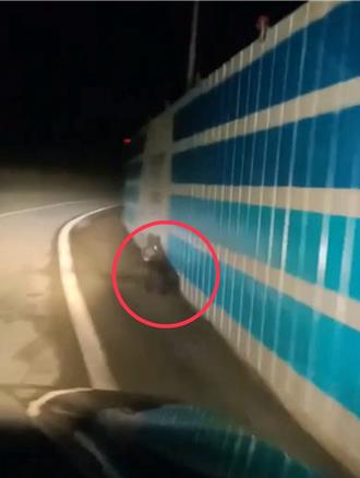 台灣黑熊母子台9線狂奔 駕駛以為看錯 罕見畫面曝