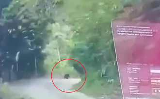 影》台湾黑熊现踪利嘉林道3.5公里处 创下最接近人类纪录