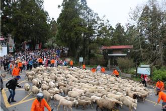 清境奔羊節情人節登場 出動114對綿羊陪情侶壓馬路