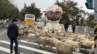 清境農場「櫻舞飛羊-奔羊情人節」  浪漫開跑