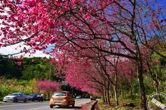 別錯過宜蘭「櫻花公路」！礁溪晶泉丰旅邀你賞花、泡湯、吃美食