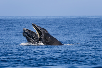 影》「木偶奇遇记」真人版！智利男遭鲸鱼吞下3秒又吐出