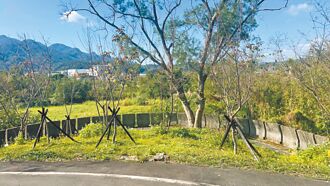 三峽生命紀念館環保葬區 12月完工