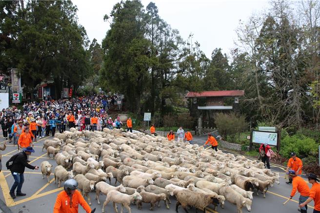 清境農場「奔羊情人節」14日登場，2000名遊客跟著羊群從台14甲線9.5K狂奔至7.5K的國民賓館。（清境農場提供／楊靜茹南投傳真）