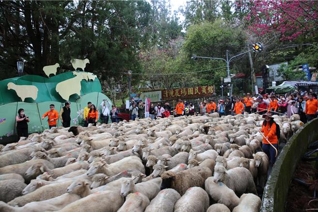 清境農場「奔羊情人節」14日登場，2000名遊客跟著羊群從台14甲線9.5Ｋ狂奔至7.5Ｋ的國民賓館。（清境農場提供／楊靜茹南投傳真）