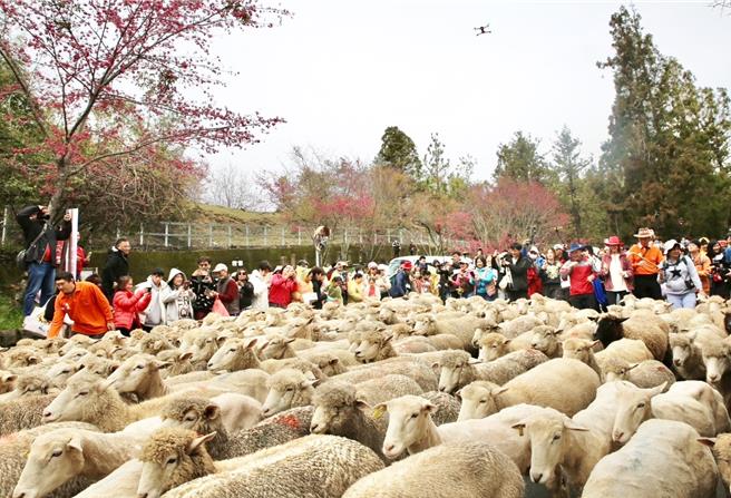 2000名遊客參加清境農場「奔羊情人節」，園區的櫻花也盛開。（清境農場提供／楊靜茹南投傳真）