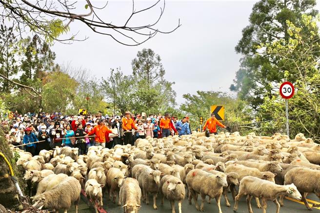 遊客參加清境奔羊節，羊群時而停頓吃草，時而狂奔暴衝，可愛模樣沿途歡笑聲不斷。（清境農場提供／楊靜茹南投傳真）
