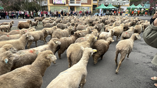 羊隻們在牧羊人的引導下在櫻花盛開的台14甲浪漫奔跑，讓情感加溫。(清境農場提供)