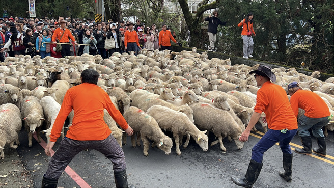 羊隻們在牧羊人的引導下在櫻花盛開的台14甲浪漫奔跑，讓情感加溫。(清境農場提供)