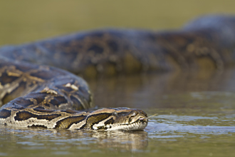 比腿粗巨蟒盘据河道 男「单手抓扯」甩桥上 超猛画面曝