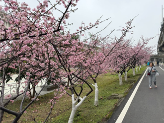 元宵後櫻花正當時！新竹3大賞櫻祕境 市區步行就能到