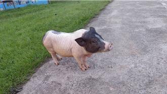 麝香豬逃脫飼主恐挨罰3千元 動保處呼籲：飼養前三思