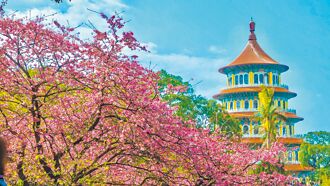 福容春遊淡水住房專案 賞櫻趣