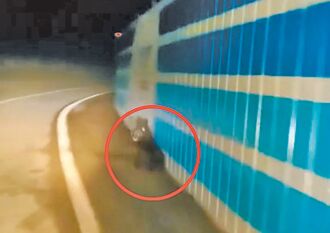 黑熊母子台9线奔跑 花东低海拔处现踪