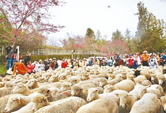 清境農場 情人與綿羊狂奔過節