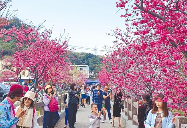 台中后里泰安樱花季去年吸引大批游客造访。（本报资料照片）