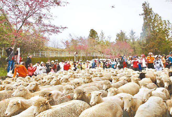 清境農場2000名遊客跟著114對綿羊狂奔至國民賓館。（清境農場提供／楊靜茹南投傳真）